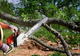 Best Tree and Shrub Care  in Angier, NC