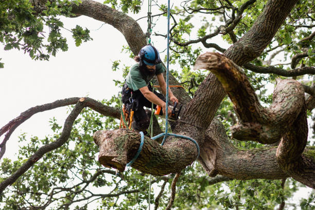 How Our Tree Care Process Works  in  Angier, NC