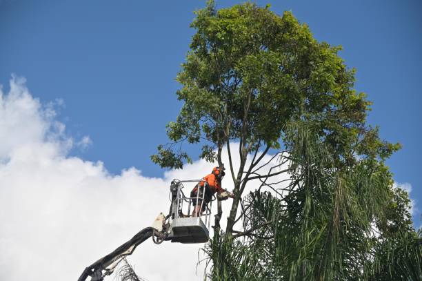 Best Palm Tree Trimming  in Angier, NC