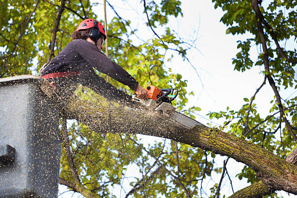 Best Tree Cabling and Bracing  in Angier, NC