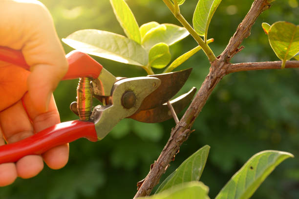 Best Tree Removal  in Angier, NC